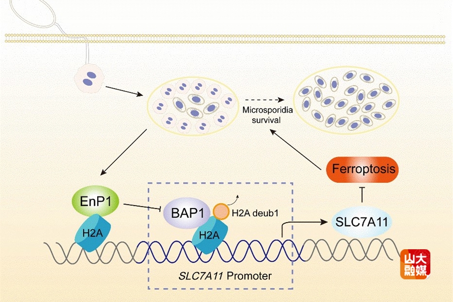 韩冰教授团队在微孢子虫病与弓形虫病研究领域取得两项新进展
